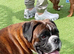 Beautiful boxer puppies