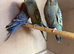 Blackface Budgies