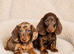 Gorgeous miniature dachshund puppies