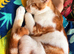 6 month old kitten