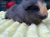 Two boars for sale