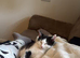Male cat