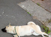 American akita male