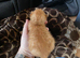 Litter of 2 week old kittens
