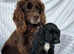 Cocker spaniel