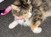 Cat for rehoming