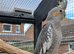 2 Female Cockatiels
