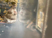 Fancy mice baby females