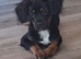 Female English Spring Spaniel