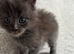 Tica registered blue Maine Coon