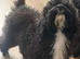 Purebred mini poodles ,last boy available