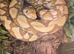 Female Retic