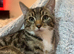 Tabby cat