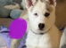Siberian husky puppies