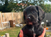 5 week old F1 Sprocker Pups