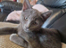 Female grey kitten
