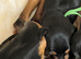 4 mini pinschers