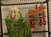 Very rare Yellow shouldered amazon