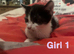 2 boys 2 girls kittens