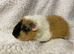 2 girl baby teddy guineapigs