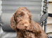 Stunning cockapoo puppies