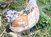 Millefleur Pekins girls for sale