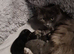 one cute kittens (male)