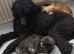 My kc standard Poodle, stud only