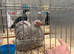 Pekin pair