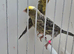 BEAUTIFUL PROVEN PAIR LIZARD CANARIES