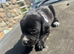 Vizla x lurcher pups