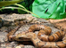 Hypo False Water Cobra at Birmingham Reptiles