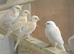 Mosaic canaries
