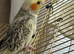Male and female Cockataiels