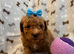 Maltipoo puppies small toy Maltese x toy poodle red apricot dog puppy