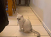 BSH Pedigree Rare to UK Shaded colours