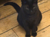 Amazing black boy kitten