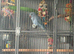 Indian Ringneck
