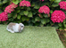 Pure bred mini lop baby boy .