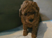 Small toy x Asian poodle puppies