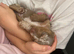 Beautiful Miniature Dachshund Puppies