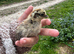 speckled plumage crossed with a silkie