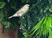 Serbian bull finches