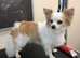 Dog grooming, Sutton- in-Ashfield,Nottinghamshire, NG17.