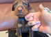 Beautiful family dobermanns