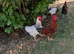 Rhode island red cockerel