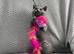 Pure Breed British Shorthair Kittens