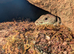 Breeding pair European eyed lizards
