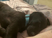 19 Week old puppy