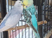Bonded pair of young cocks